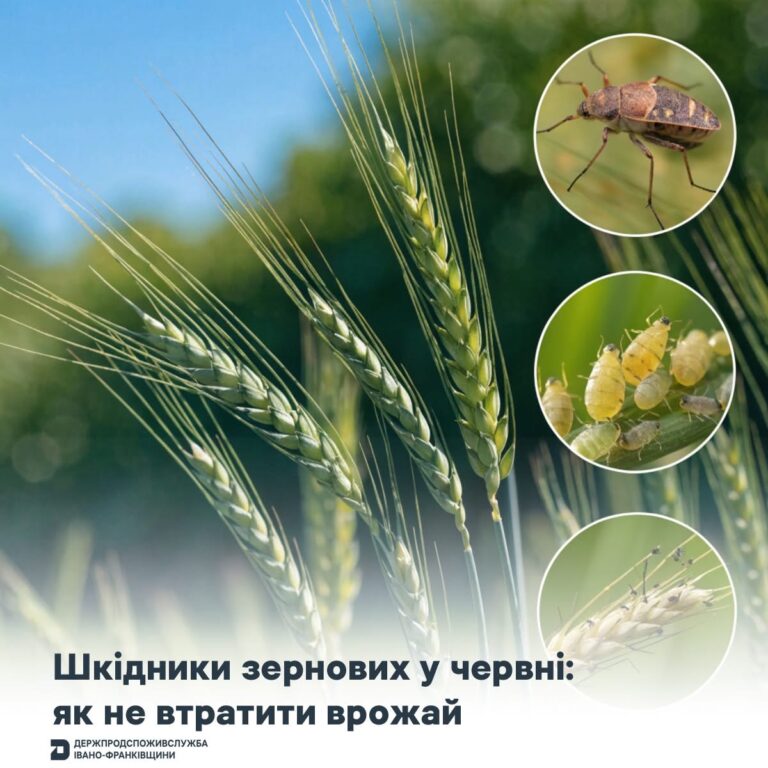 Хлібні клопи, попелиця та фузаріоз: на Прикарпатті фахівці закликали перевіряти посіви