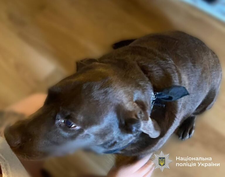 “Хотів, щоб нічого не підбирала на вулиці”: юнак, який обмотав собаці морду скотчем пояснив, чому він так вчинив